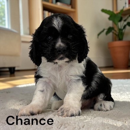 puppy, for, sale, Cocker Spaniel, Joe & Cherri  Overlease, dog, breeder, Miller, MO, dog-breeder, puppy-for-sale, forsale, nearby, find, puppyfind, locator, puppylocator, aca